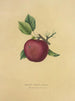 Pomme sucrée Baily - Dellon Marcus Dewey — weergave van het kunstwerk