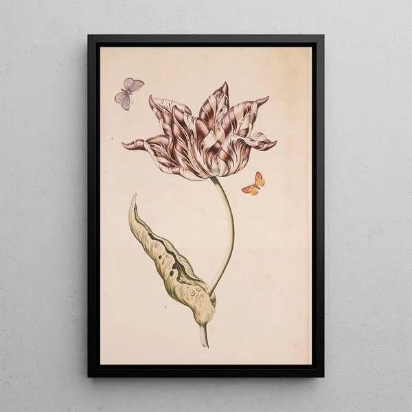 A purple and white tulip with two moths - Dutch School — framed artwork on a wall