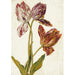 Reproduction of the painting Tulips Painting - Dutch School