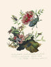 Een overzicht van de natuurlijke geschiedenis van de insecten van Nieuw-Holland Nieuw-Zeeland Pl03 - Edward Donovan — weergave van het kunstwerk