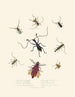 Een overzicht van de natuurlijke geschiedenis van de insecten van Nieuw-Holland Nieuw-Zeeland Pl04 - Edward Donovan — weergave van het kunstwerk