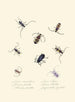 Een overzicht van de natuurlijke geschiedenis van de insecten van Nieuw-Holland Nieuw-Zeeland Pl05 - Edward Donovan — weergave van het kunstwerk
