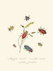 Een overzicht van de natuurlijke geschiedenis van de insecten van Nieuw-Holland Nieuw-Zeeland Pl06 - Edward Donovan — weergave van het kunstwerk