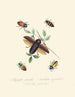 Een overzicht van de natuurlijke geschiedenis van de insecten van Nieuw-Holland Nieuw-Zeeland Pl07 - Edward Donovan — weergave van het kunstwerk