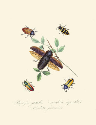 Edward Donovan - An epitome of the natural history of the insects of New Holland New Zealand Pl07.webp