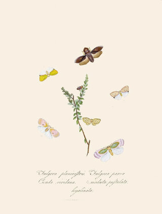 Edward Donovan - An epitome of the natural history of the insects of New Holland New Zealand Pl08.webp