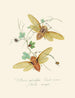 Een overzicht van de natuurlijke geschiedenis van de insecten van Nieuw-Holland Nieuw-Zeeland Pl09 - Edward Donovan — weergave van het kunstwerk