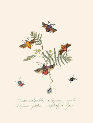 Edward Donovan - An epitome of the natural history of the insects of New Holland New Zealand Pl10.webp