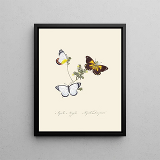 Edward Donovan - An epitome of the natural history of the insects of New Holland New Zealand Pl20.webp