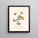 Een overzicht van de natuurlijke geschiedenis van de insecten van Nieuw-Holland Nieuw-Zeeland Pl27 - Edward Donovan — ingelijst kunstwerk aan de muur