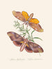 Een overzicht van de natuurlijke geschiedenis van de insecten van Nieuw-Holland Nieuw-Zeeland Pl32 - Edward Donovan — weergave van het kunstwerk
