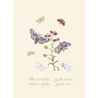 Edward Donovan - An epitome of the natural history of the insects of New Holland New Zealand Pl34.webp