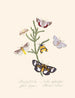 Een samenvatting van de natuurlijke geschiedenis van de insecten van Nieuw-Holland Nieuw-Zeeland Pl35 - Edward Donovan — weergave van het kunstwerk