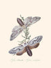 Een overzicht van de natuurlijke geschiedenis van de insecten van Nieuw-Holland Nieuw-Zeeland Pl36 - Edward Donovan — weergave van het kunstwerk