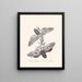 Een overzicht van de natuurlijke geschiedenis van de insecten van Nieuw-Holland Nieuw-Zeeland Pl36 - Edward Donovan — ingelijst kunstwerk aan de muur