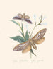 Een overzicht van de natuurlijke geschiedenis van de insecten van Nieuw-Holland Nieuw-Zeeland Pl37 - Edward Donovan — weergave van het kunstwerk