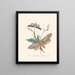 Een overzicht van de natuurlijke geschiedenis van de insecten van Nieuw-Holland Nieuw-Zeeland Pl37 - Edward Donovan — ingelijst kunstwerk aan de muur