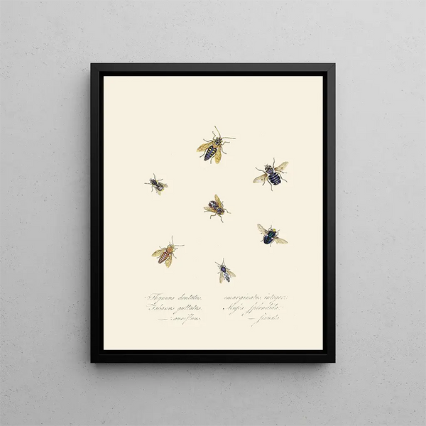 Edward Donovan - An epitome of the natural history of the insects of New Holland New Zealand Pl40.webp