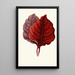 Amarantus melancholicus - Edward Joseph Lowe — framed artwork on a wall
