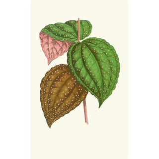 Edward Joseph Lowe - Bertolonia Guttata.webp