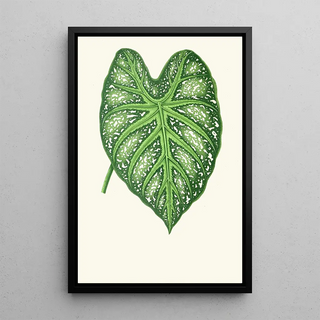 Edward Joseph Lowe - Caladium Mirabile.webp