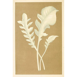 Edward Joseph Lowe - Centaurea Candidissima.webp