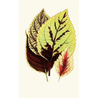 Edward Joseph Lowe - Coleus Blumei.webp