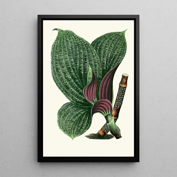 Edward Joseph Lowe - Dichorisandra Mosaica.webp