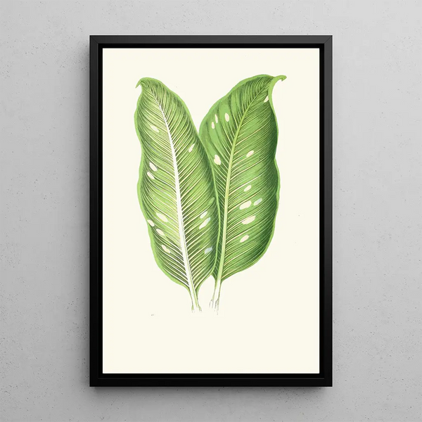 Dieffenbachia Baraquiniana - Edward Joseph Lowe — ingelijst kunstwerk aan de muur