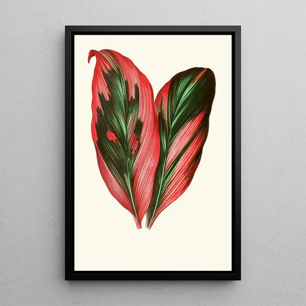 Dracaena Terminalis - Edward Joseph Lowe — ingelijst kunstwerk aan de muur