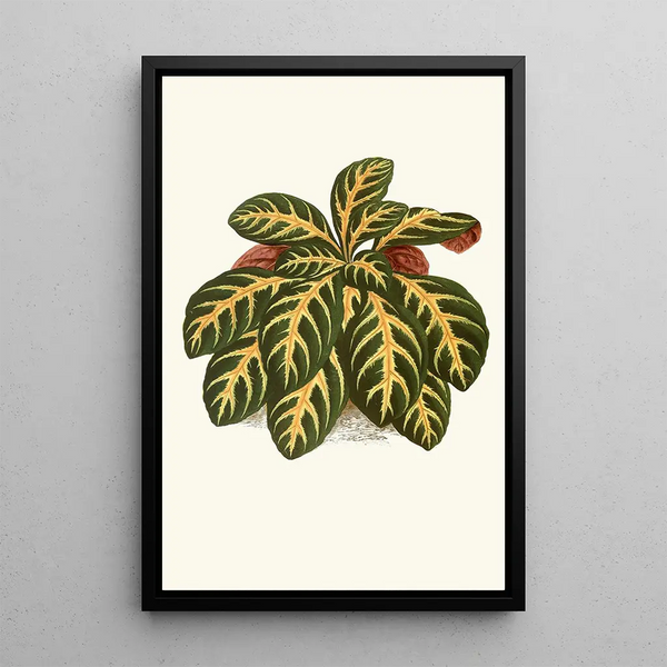 Eranthemum Igneum - Edward Joseph Lowe — ingelijst kunstwerk aan de muur