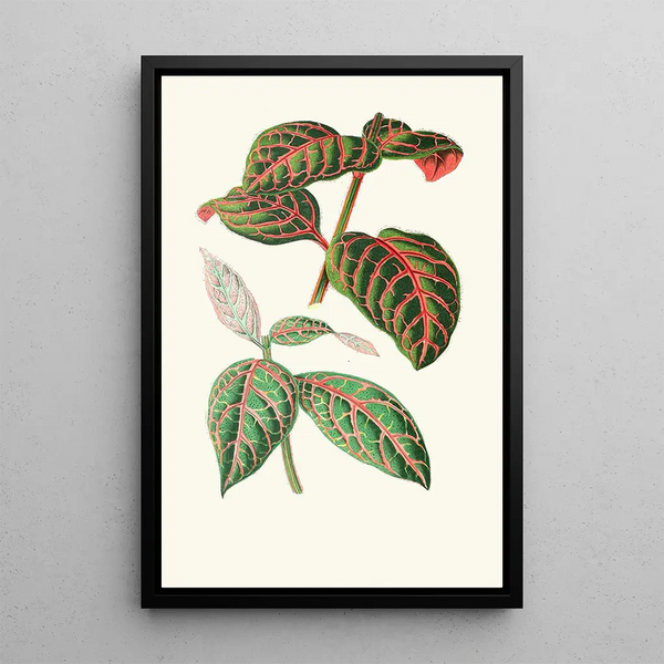 Eranthemum Sanguinolentum - Edward Joseph Lowe — ingelijst kunstwerk aan de muur