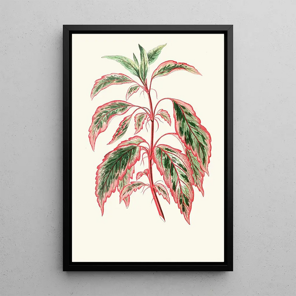 Reproductie van het schilderij Hibiscus Cooperi - Edward Joseph Lowe