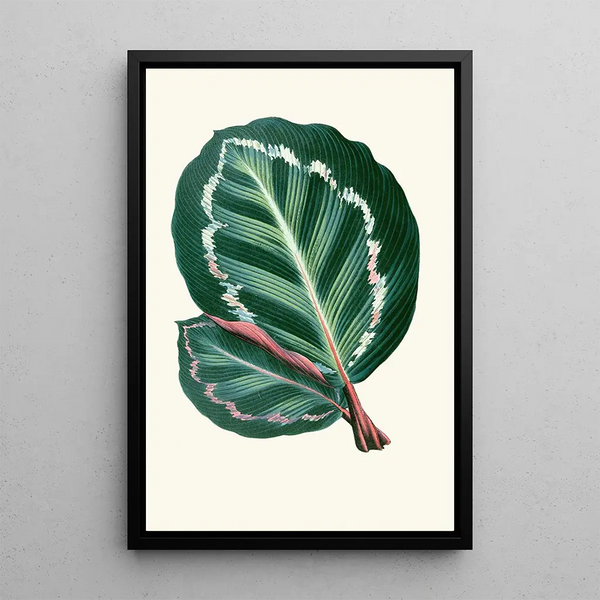 Maranta Illustris - Edward Joseph Lowe — ingelijst kunstwerk aan de muur
