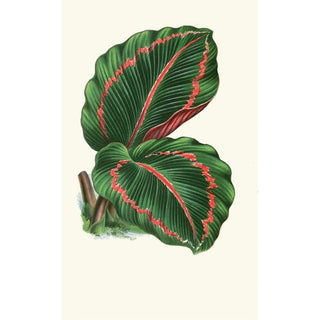 Edward Joseph Lowe - Maranta RoseoPicta.webp