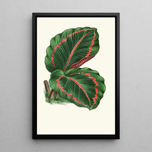 Maranta RoseoPicta - Edward Joseph Lowe — ingelijst kunstwerk aan de muur