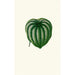 Peperomia Argyrea - Edward Joseph Lowe — weergave van het kunstwerk
