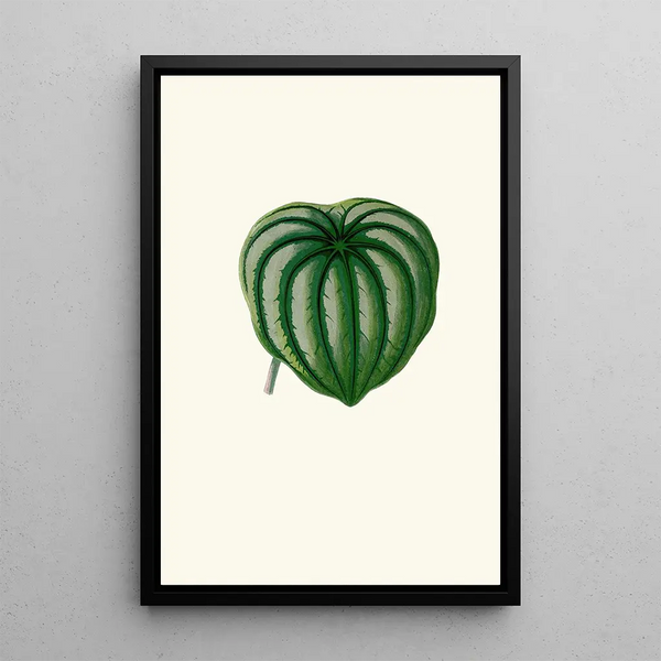 Peperomia Argyrea - Edward Joseph Lowe — ingelijst kunstwerk aan de muur