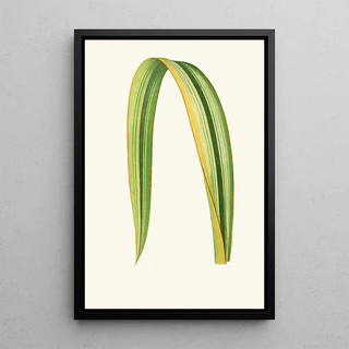 Edward Joseph Lowe - Phormium Tenax.webp