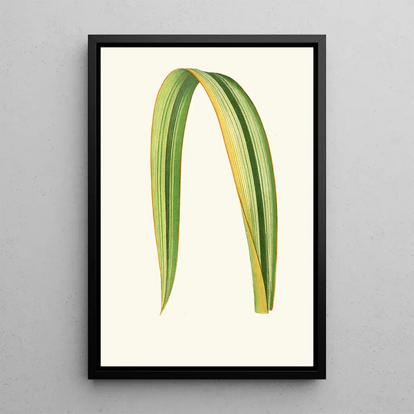 Reproductie van het schilderij Phormium Tenax - Edward Joseph Lowe