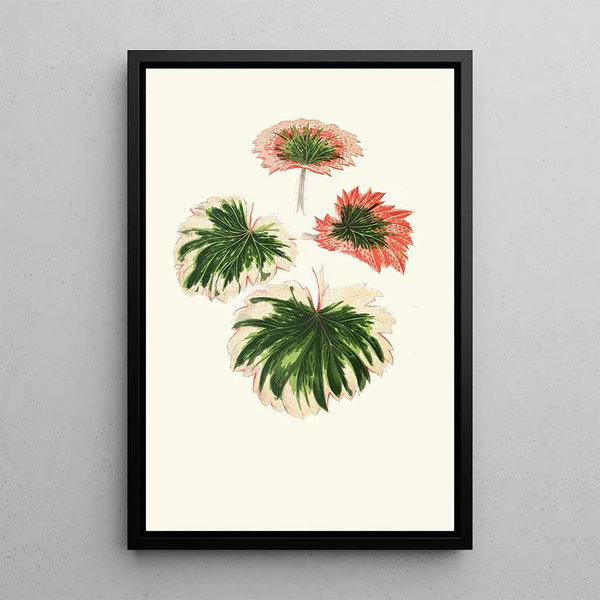 Reproductie van het schilderij Saxifraga Fortunei - Edward Joseph Lowe
