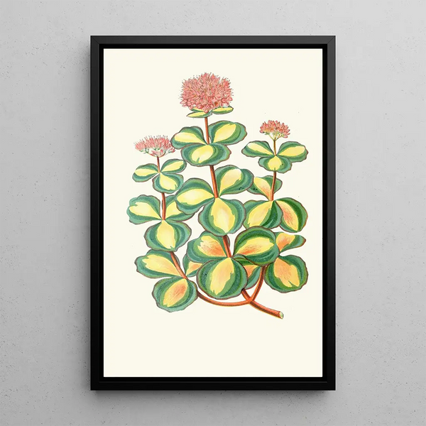Reproductie van het schilderij Sedum Sieboldii - Edward Joseph Lowe