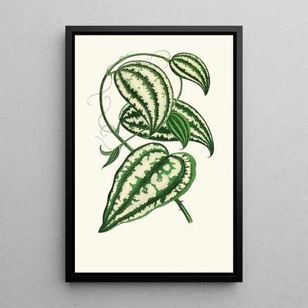 Smilax Macrophylla - Edward Joseph Lowe — ingelijst kunstwerk aan de muur