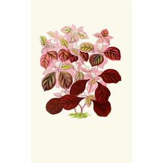 Edward Joseph Lowe - Telanthera Ficoidea.webp