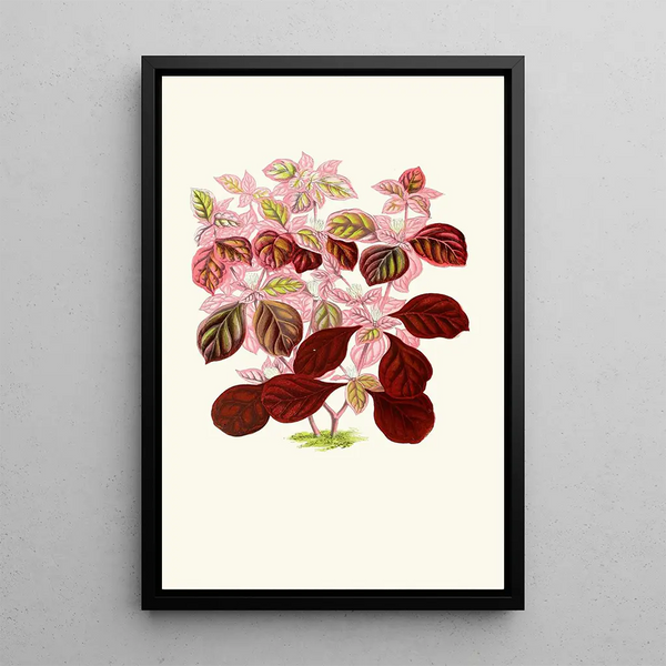 Telanthera Ficoidea - Edward Joseph Lowe — ingelijst kunstwerk aan de muur