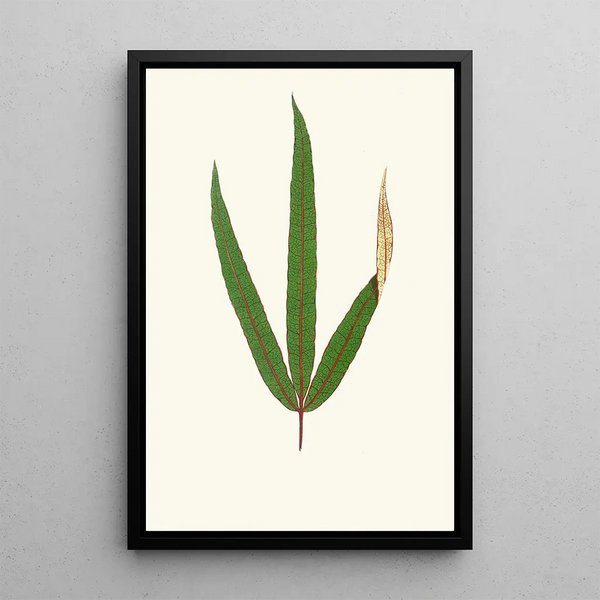 Terminalia Elegans - Edward Joseph Lowe — ingelijst kunstwerk aan de muur
