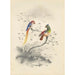 Reproductie van het schilderij Een paar papegaaien - Edward Lear