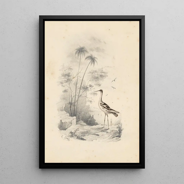 Reproductie van het schilderij Een kluut - Edward Lear
