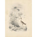 Reproductie van het schilderij Een kluut - Edward Lear