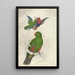 Reproductie van het schilderij Eclectus Roratus Polychloros Kunstdruk - Edward Lear
